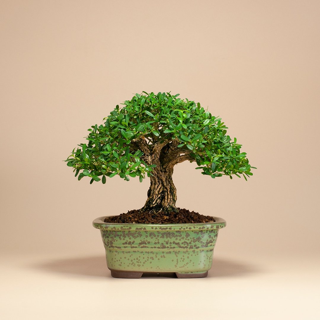 【模样树型】金柳 雀舌黄杨 小品盆栽 精致盆景 - 植栽/盆栽 - 植物．花 