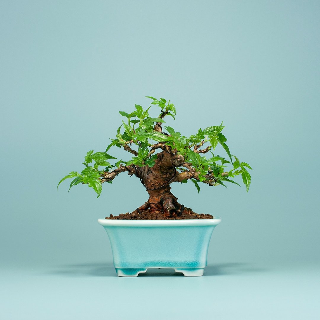 【迷你盆景】姬桑梓 小品盆景 观果植物 - 植栽/盆栽 - 植物．花 