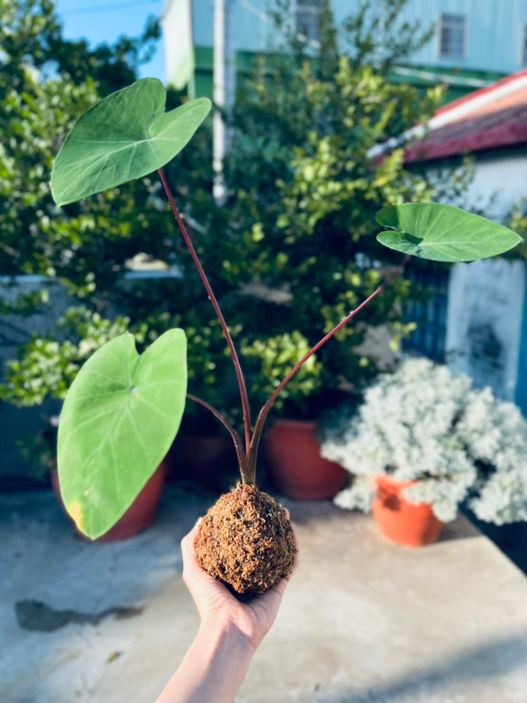 黑柄水芋 l  植物苔球 观叶 室内植栽 礼物 - 植栽/盆栽 - 植物．花 