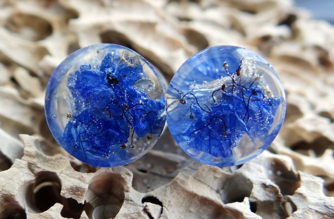 Real Blue plant plugs earrings 2g 0g 00g ear gauges jewelry Pressed flowers - 耳环/耳夹 - 植物．花 蓝色