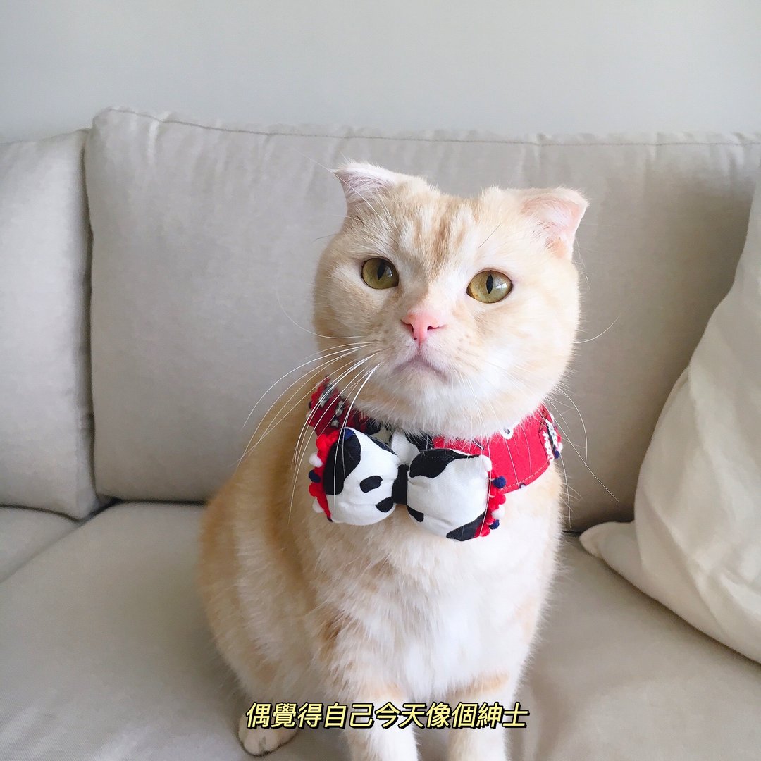 【恰氏手作】Peko牛奶妹×奶牛 正反两穿宠物猫狗领巾 - 项圈/牵绳 - 棉．麻 