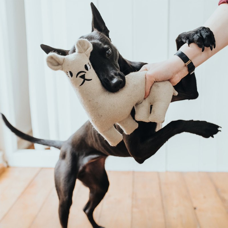 【HUNTER 恒特】疗愈羊绒玩偶 - 逗羊驼 狗狗玩具 - 玩具 - 羊毛 多色