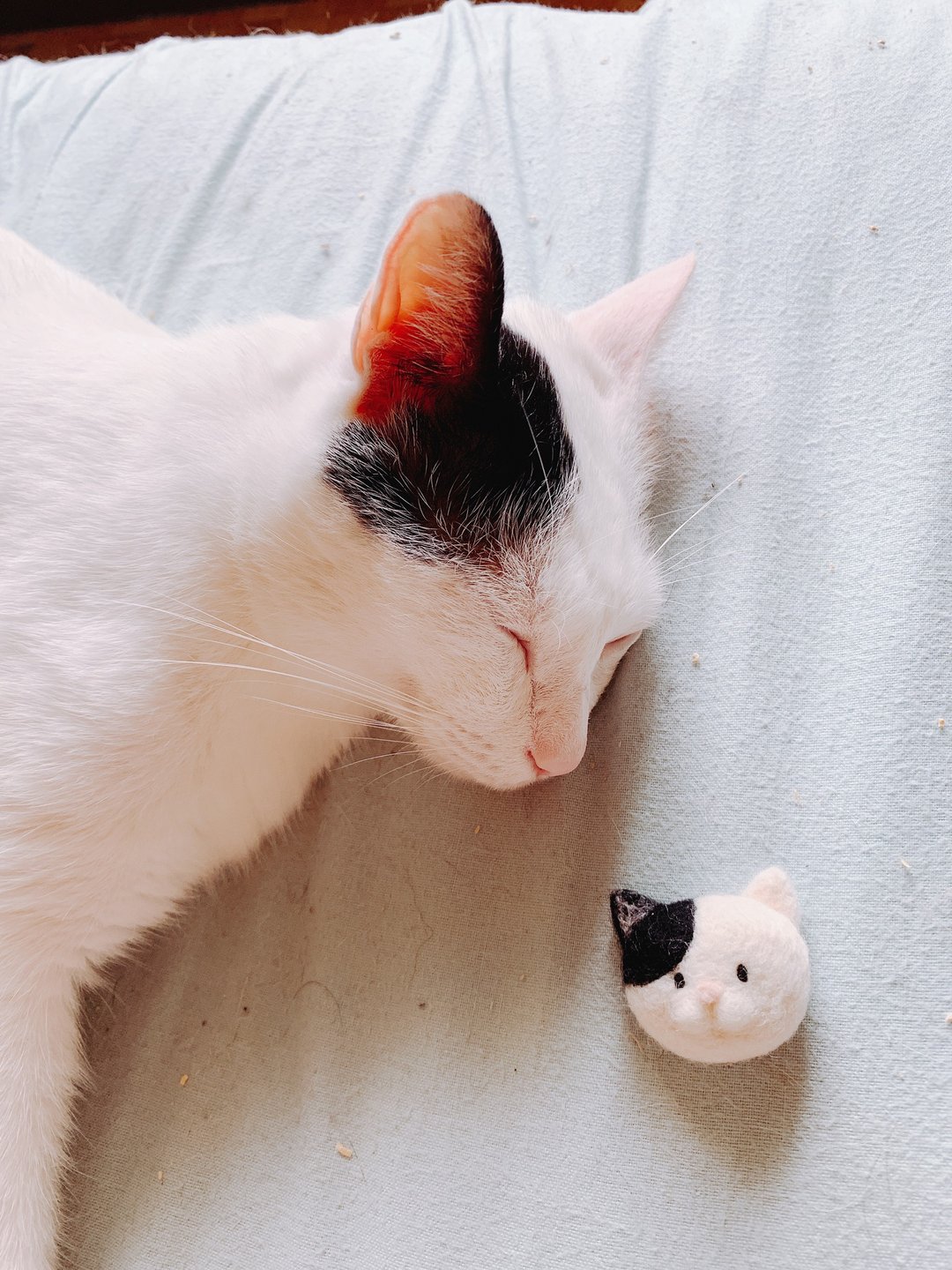 【在线】羊毛毡豆丁眼猫猫磁铁 附工具材料包包邮、教学影片 - 编织/羊毛毡/布艺 - 羊毛 