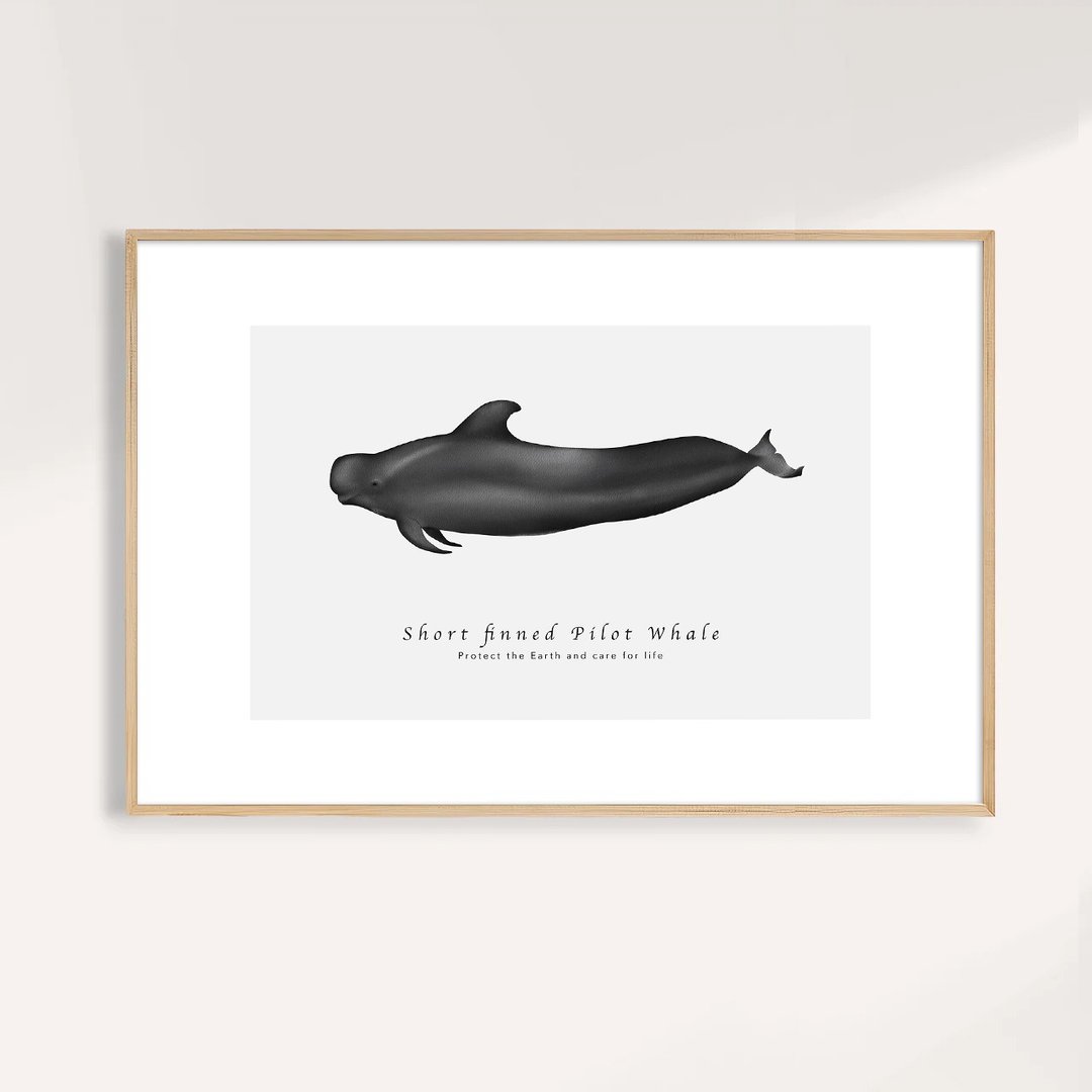 短肢领航鲸 Short-finned Pilot Whale / 海洋动物插画挂画 - 海报/装饰画/版画 - 纸 