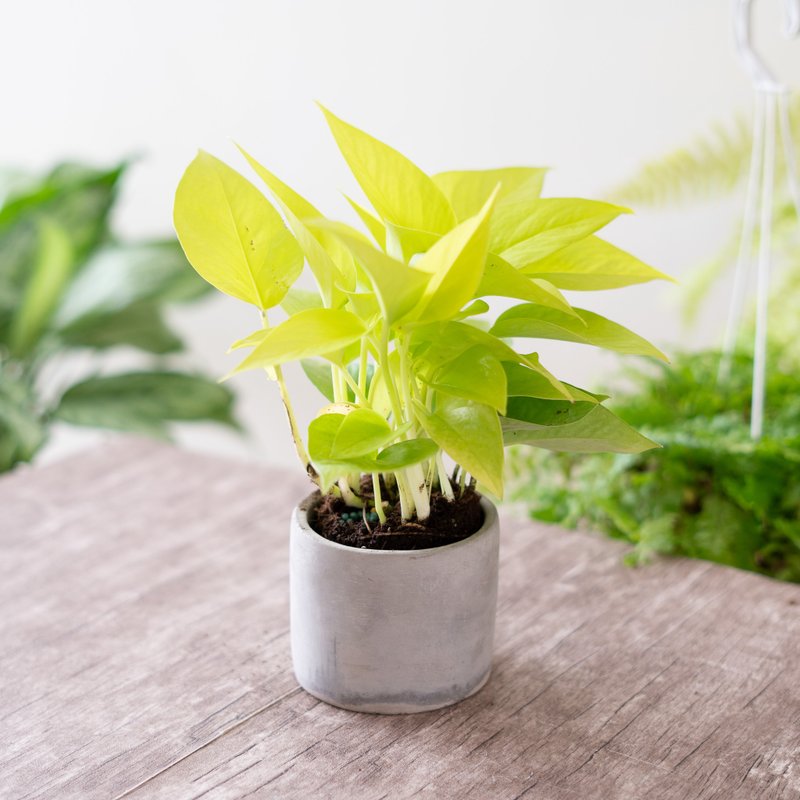 【新手植栽】莱姆黄金葛盆栽 - 植栽/盆栽 - 植物．花 绿色