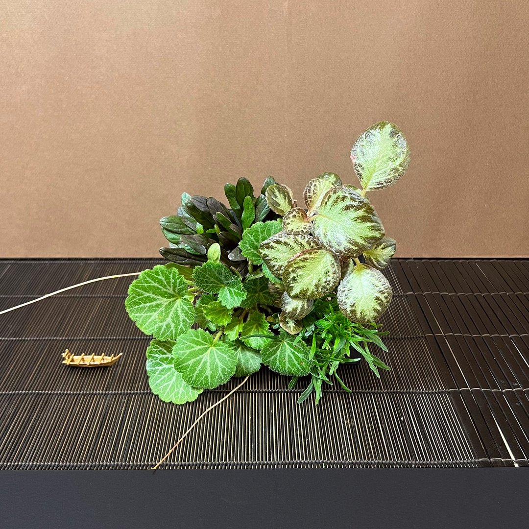 森林植生相框 好运山野草盆栽 可站立可悬挂 - 植栽/盆栽 - 树脂 