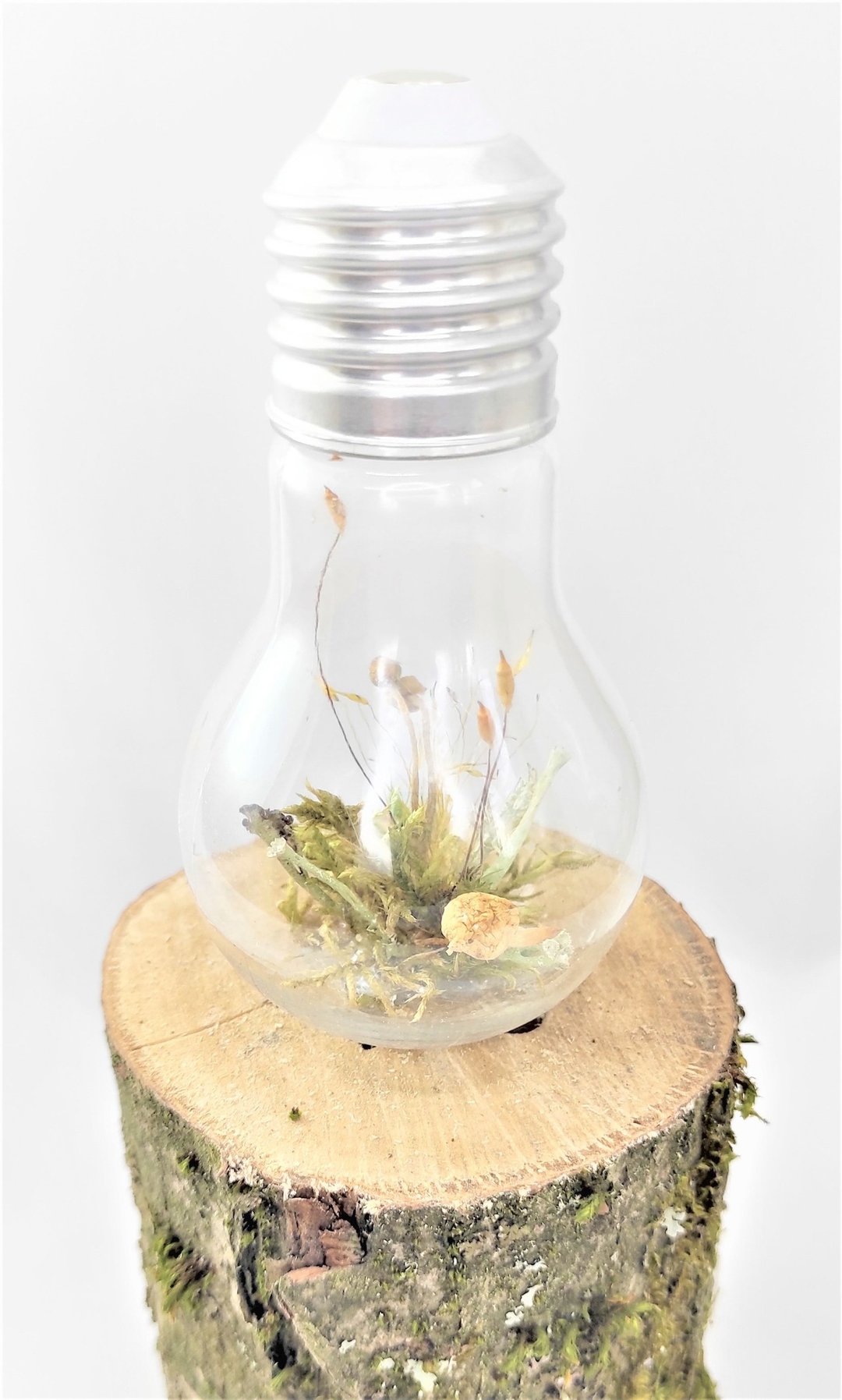 Light bulb  terrarium  1 piece,  terrarium with lichen, real moss and mushrooms - 干燥花/捧花 - 植物．花 卡其色