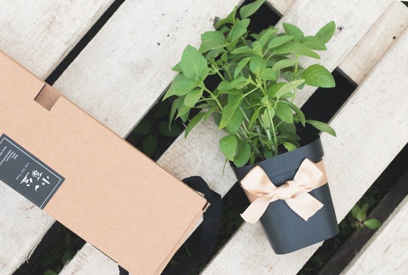 青柠罗勒(小菜特有品种)_香草盆栽礼物款 - 植栽/盆栽 - 植物．花 绿色