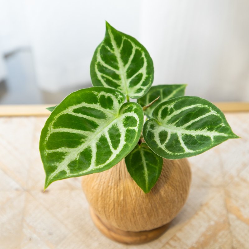 铜锣烧 x 银刷花烛交种 手作植栽苔球 - 植栽/盆栽 - 植物．花 