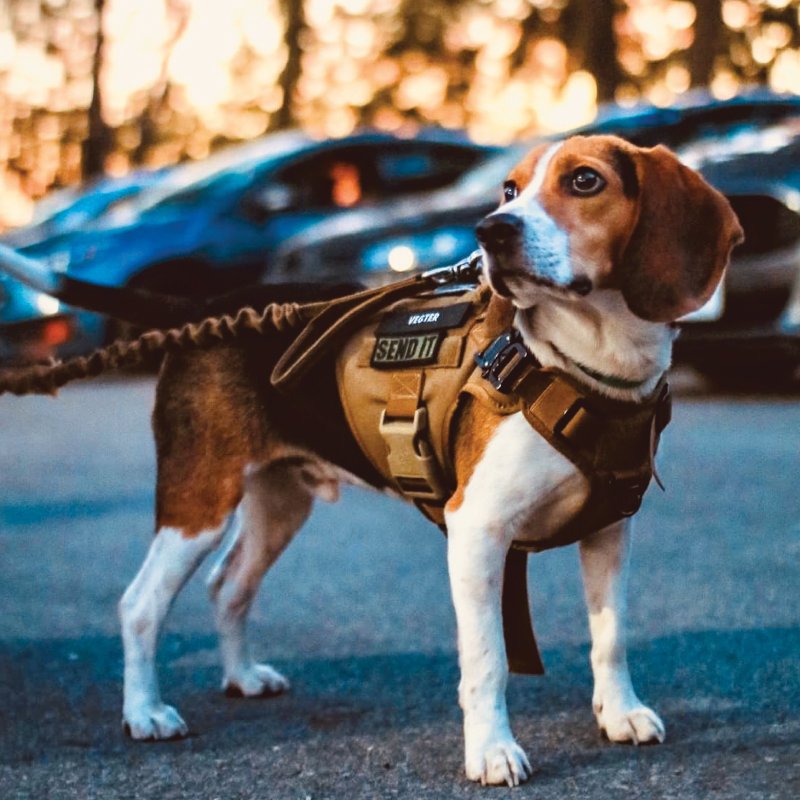 TTP 战术背心胸带 (风暴系列) - 衣/帽 - 尼龙 多色