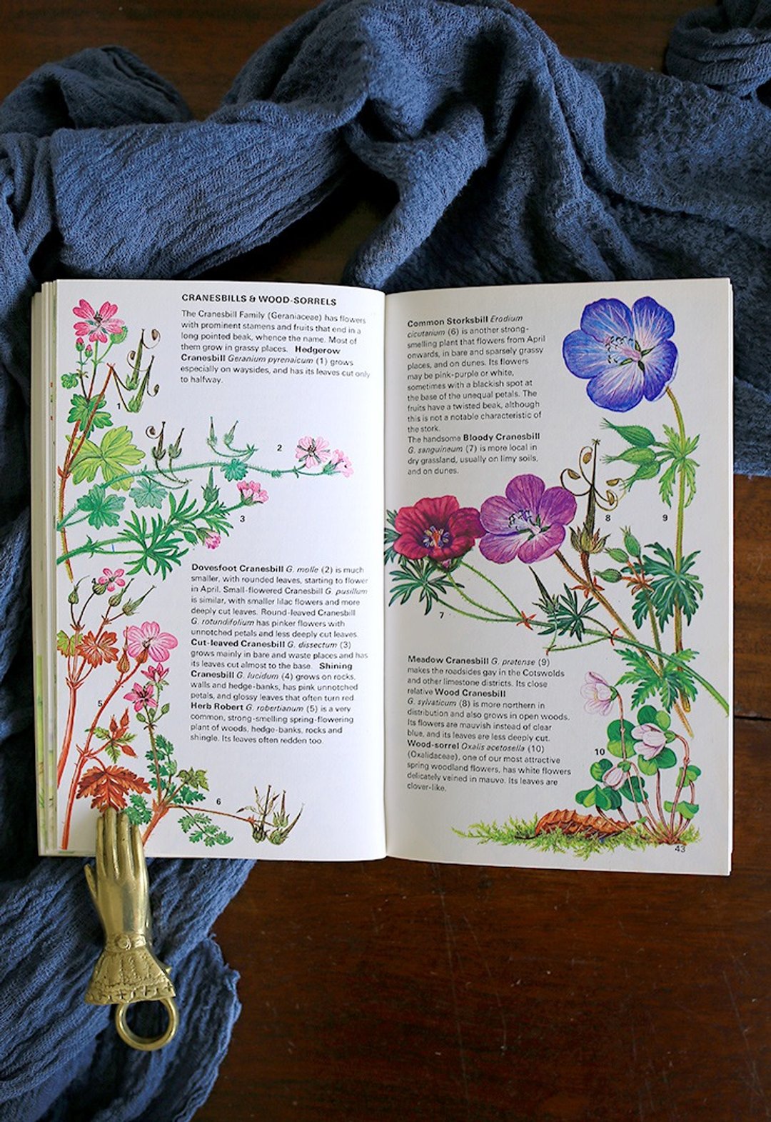 // 英国北欧系列 WILD FLOWERS // 花卉复古老书 No.2 - 刊物/书籍 - 纸 白色