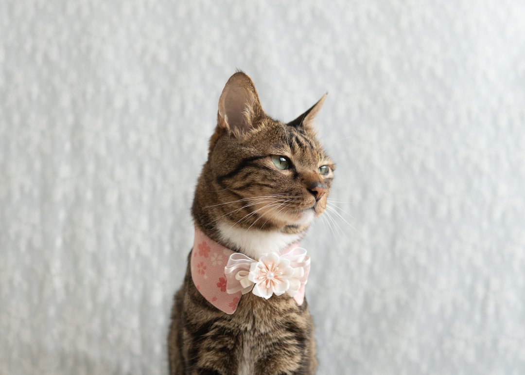 【 樱花・さくら系列】宠物领巾 猫咪/狗狗 花花 布花 - 渐变粉红 - 项圈/牵绳 - 棉 粉红色