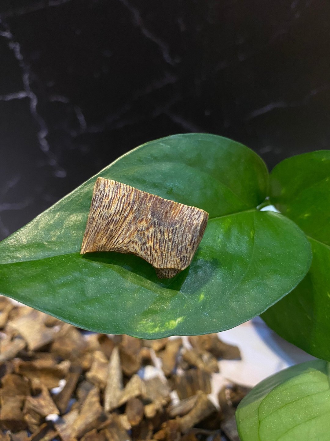 糖结鹦哥绿棋楠(九分沉) - 香薰/精油/线香 - 木头 咖啡色