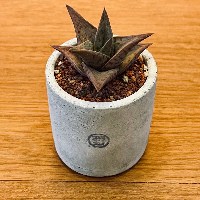 【野草不野-限时贩售】夜之姬 / 中杯盆 - 植栽/盆栽 - 植物．花 绿色