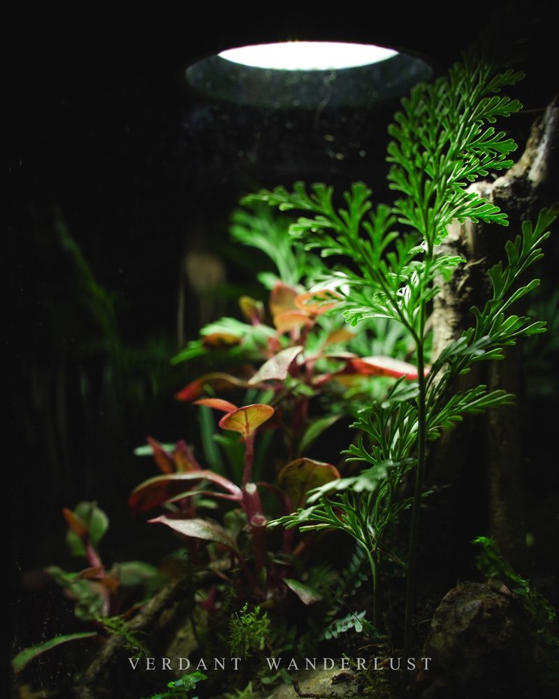 【生态缸－艳红色的低语】微景观 室内植栽 礼物 办公室摆设 - 植栽/盆栽 - 玻璃 绿色