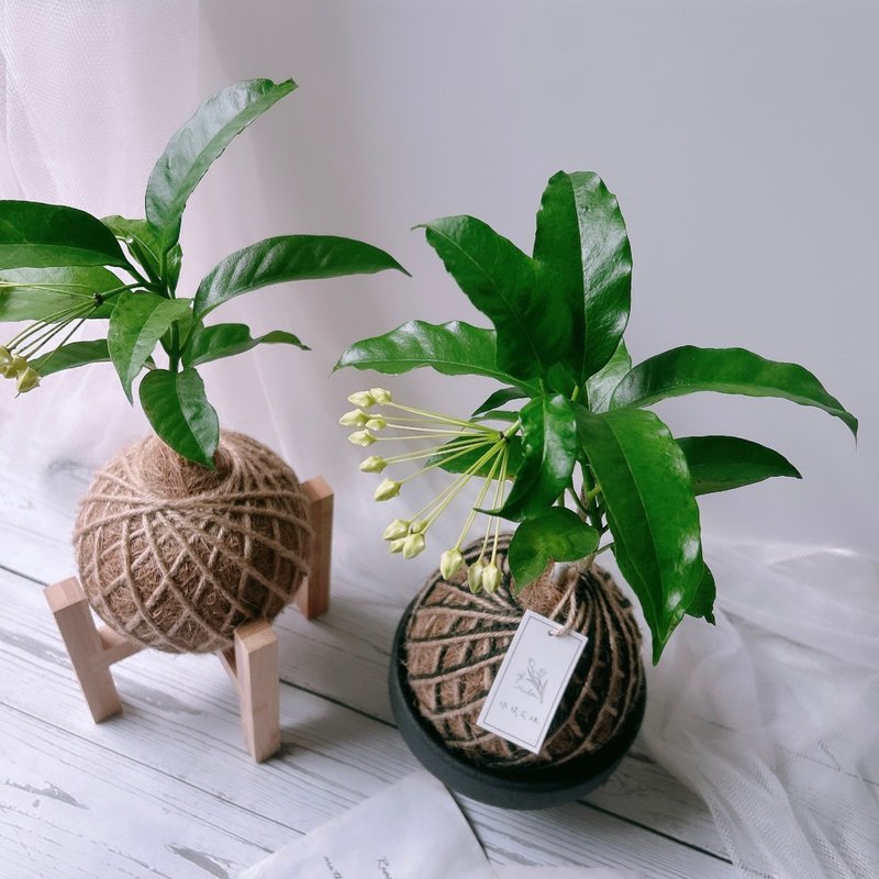 苔球 流星球兰 植栽 - 植栽/盆栽 - 植物．花 