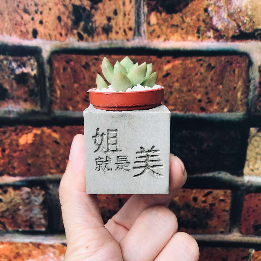 姐就是美 多肉磁铁盆栽 - 植栽/盆栽 - 水泥 灰色