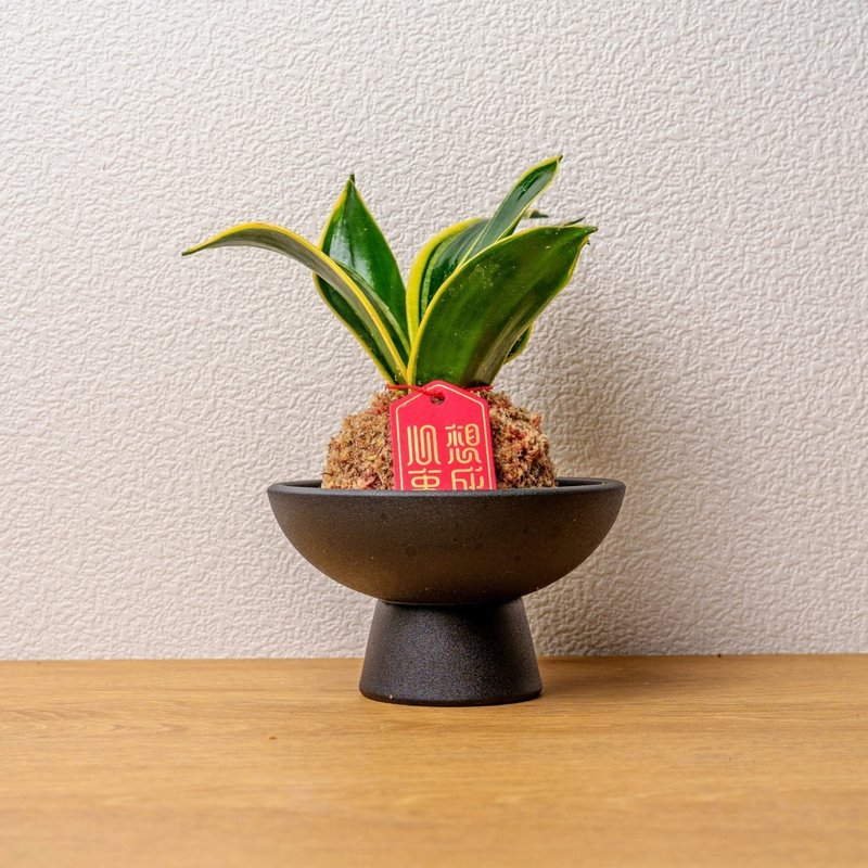 虎尾兰苔球 苔球植物 苔玉 室内植物 办公室植物 交换礼物 - 植栽/盆栽 - 植物．花 绿色