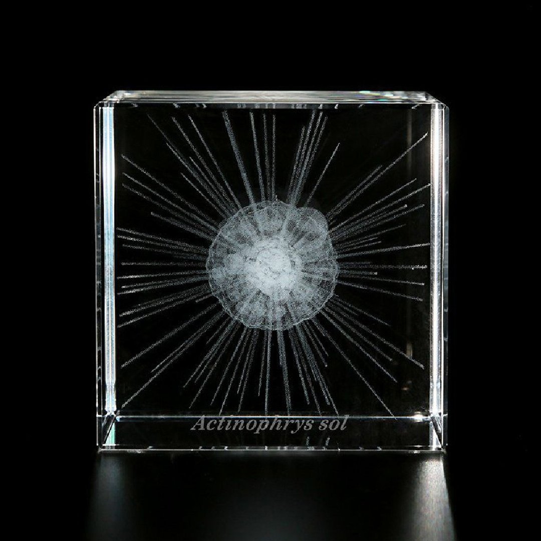 Sola cube Micro雷射雕刻微生物立方块 太阳虫 - 摆饰 - 其他材质 透明
