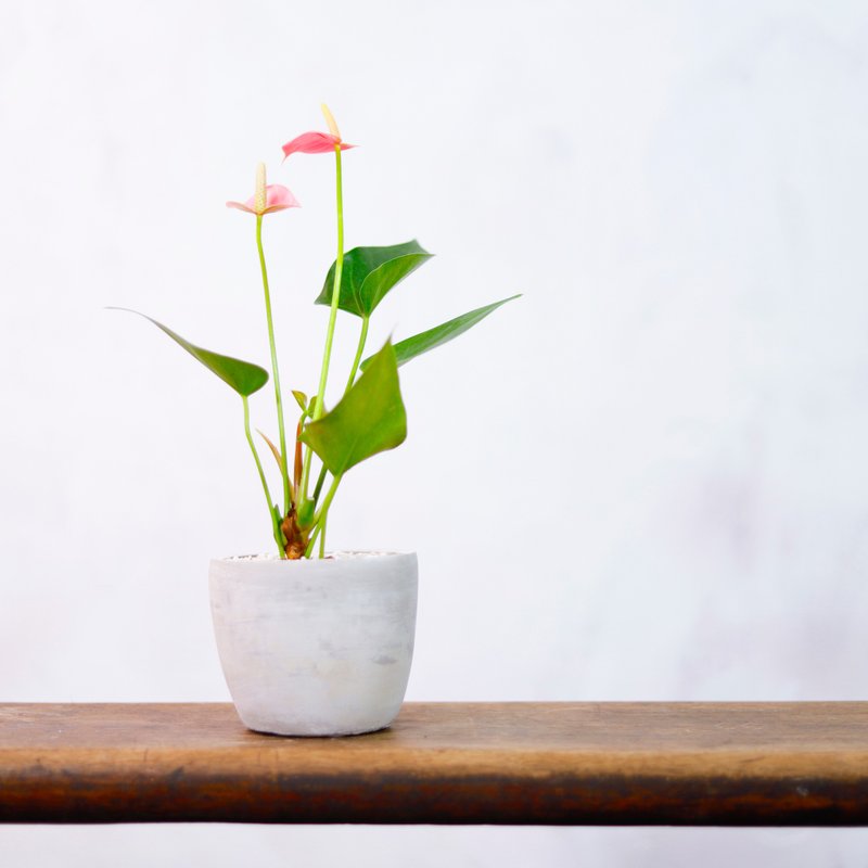 【室内盆栽】迷你粉红火鹤 观叶植物 植栽 开幕送礼 升迁送礼 - 植栽/盆栽 - 植物．花 绿色