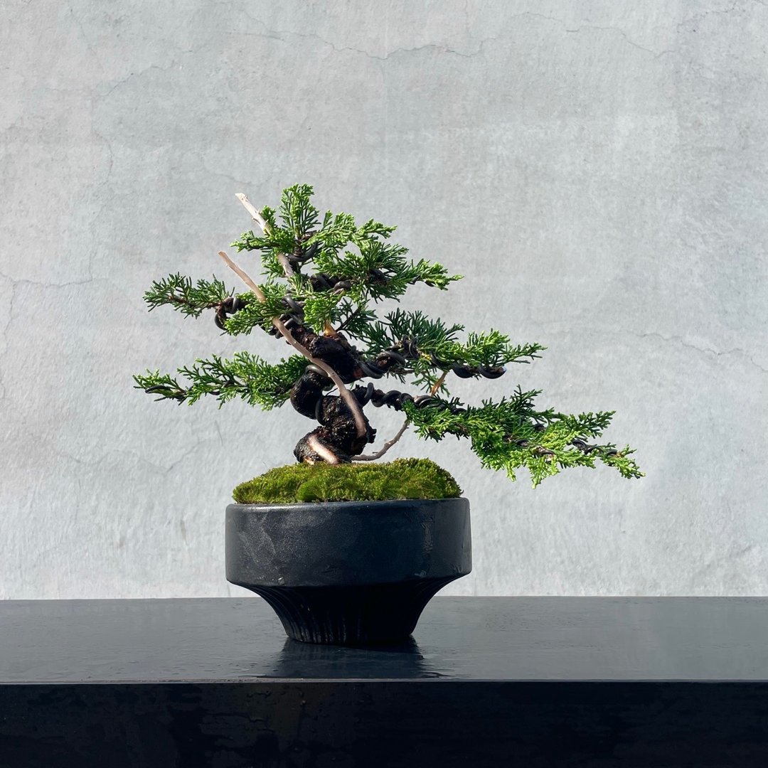小品盆栽 - 日本宫阪系鱼川真柏 盆景 送礼 - 植栽/盆栽 - 植物．花 