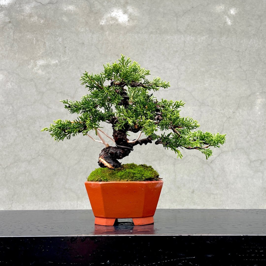 小品盆栽 - 日本宫阪系鱼川真柏 盆景 送礼 - 植栽/盆栽 - 植物．花 