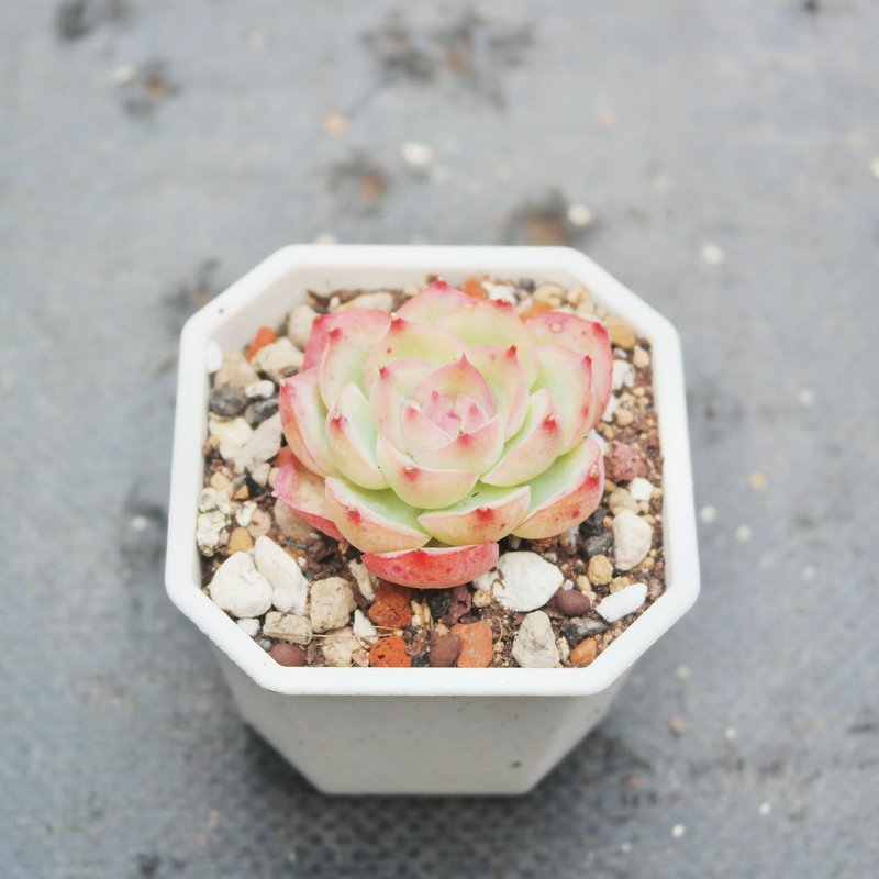 【豆豆多肉】【法兰西玫瑰】乔迁│送礼│升迁│多肉植物 - 植栽/盆栽 - 植物．花 