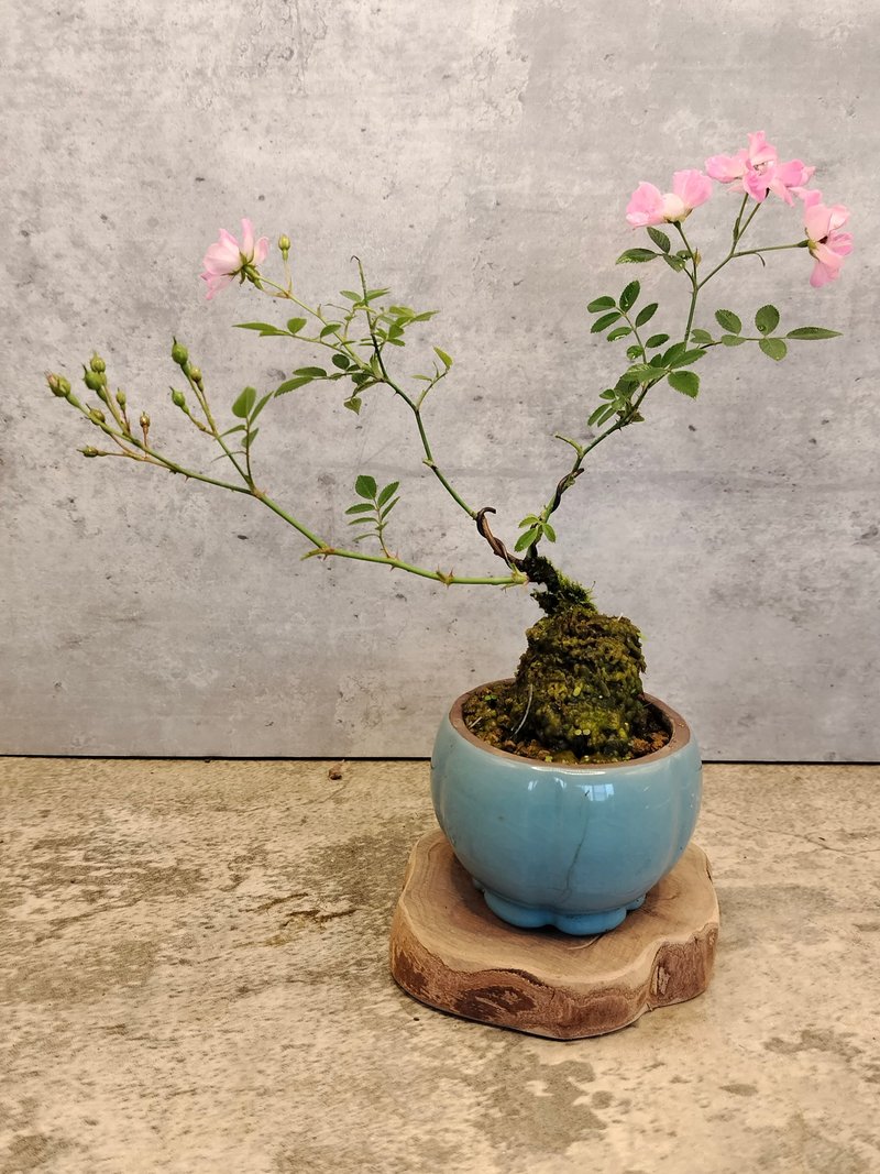 冰裂盆迷你蔷薇 - 植栽/盆栽 - 植物．花 