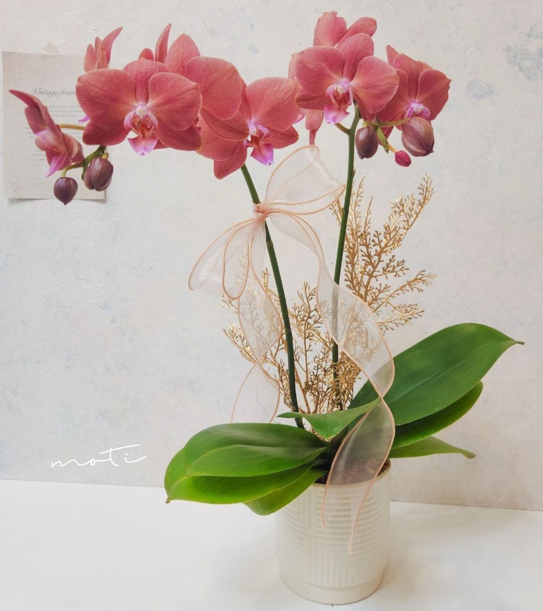 蝴蝶兰植栽【限店面自取/双北专送】新年送礼 开幕升迁 新居落成 - 植栽/盆栽 - 植物．花 粉红色