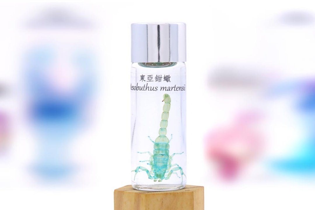 透明生物标本 - 东亚钳蝎 Mesobuthus martensii - 摆饰 - 玻璃 