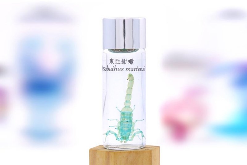 透明生物标本 - 东亚钳蝎 Mesobuthus martensii - 摆饰 - 玻璃 