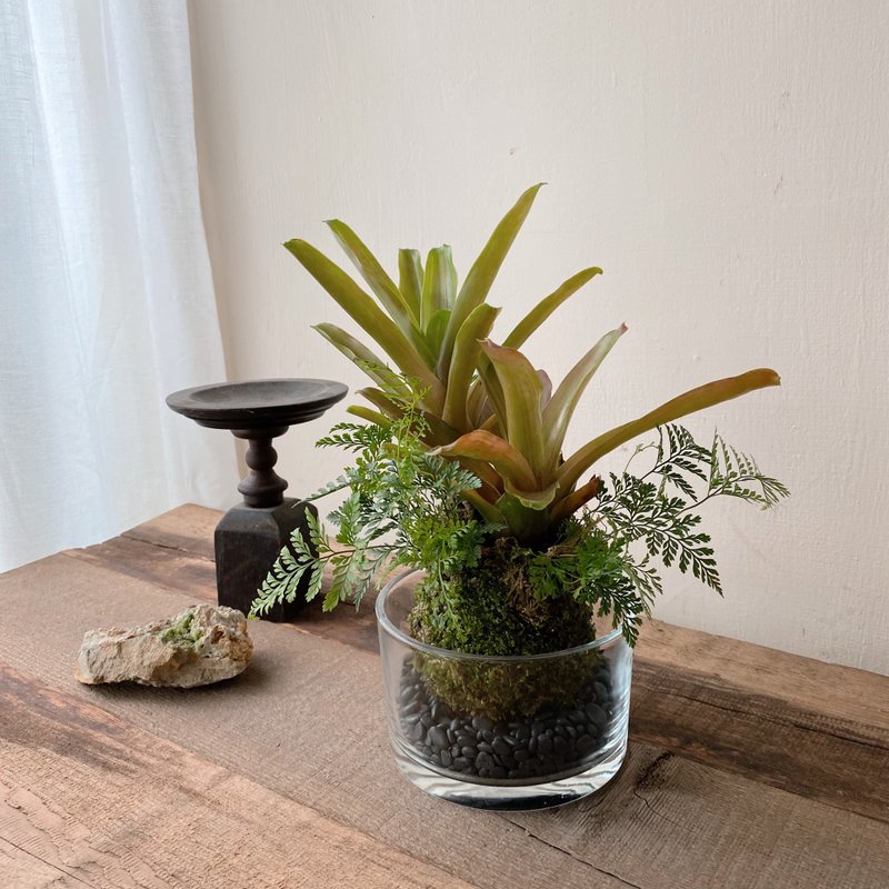 积水凤梨 兔脚蕨 自然感生态苔球 苔藓球 居家植栽 - 植栽/盆栽 - 植物．花 绿色