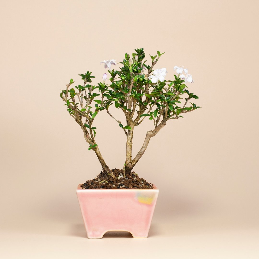 【迷你盆栽】香丁木植栽 雅致盆栽 送礼推荐 居家摆设 - 植栽/盆栽 - 植物．花 