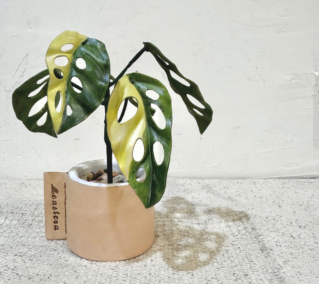 斑叶窗孔龟背芋皮革小品 - 植栽/盆栽 - 真皮 
