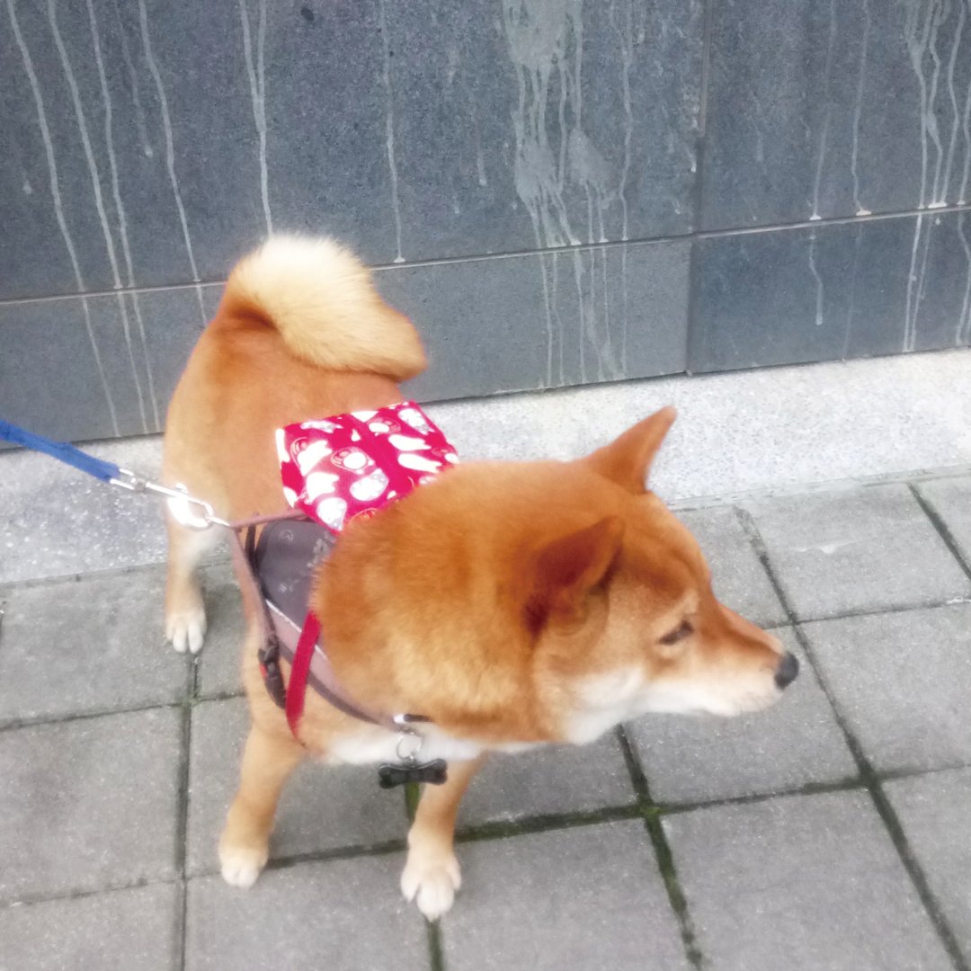 Lovely【柴柴发财宠物后背包】可调整肩背带自背包、红 - 外出包 - 棉 红色