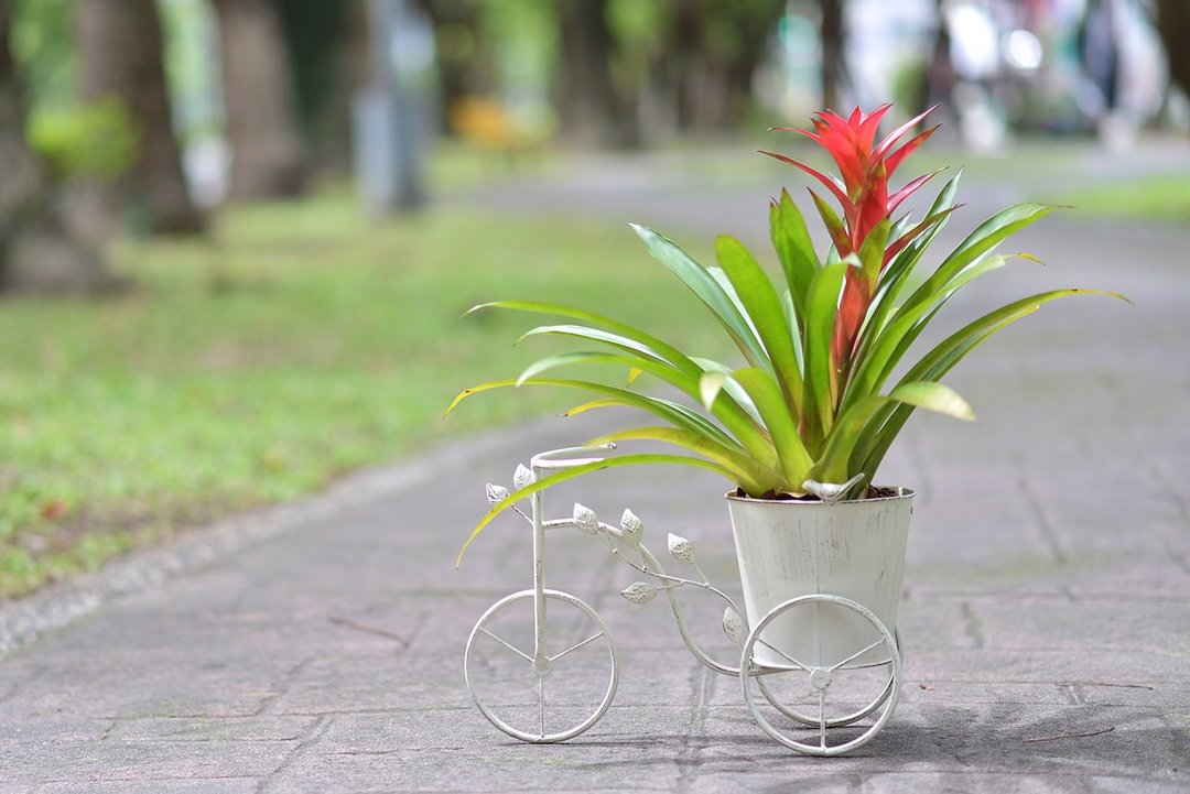 日杂脚踏车铁器 (白) + 擎天凤梨 (红花) - 植栽/盆栽 - 其他金属 白色