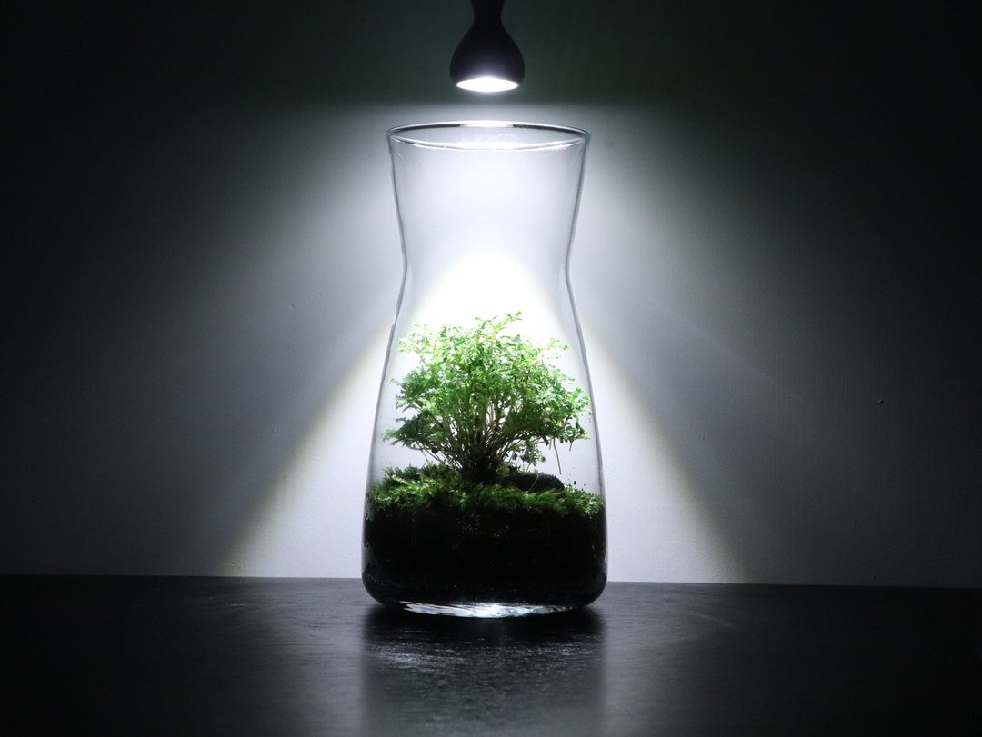 微景观生态瓶植栽手作课 - 植栽 - 植物．花 