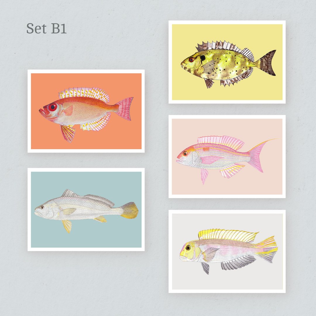 【香港海水鱼】明信片 Set B - 卡片/明信片 - 纸 