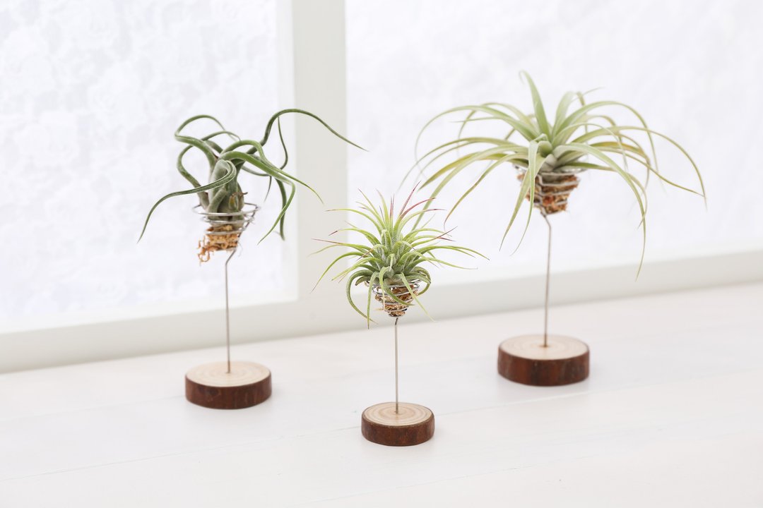 【空气凤梨摆饰】 植物装饰  | 莳光 - 植栽/盆栽 - 植物．花 