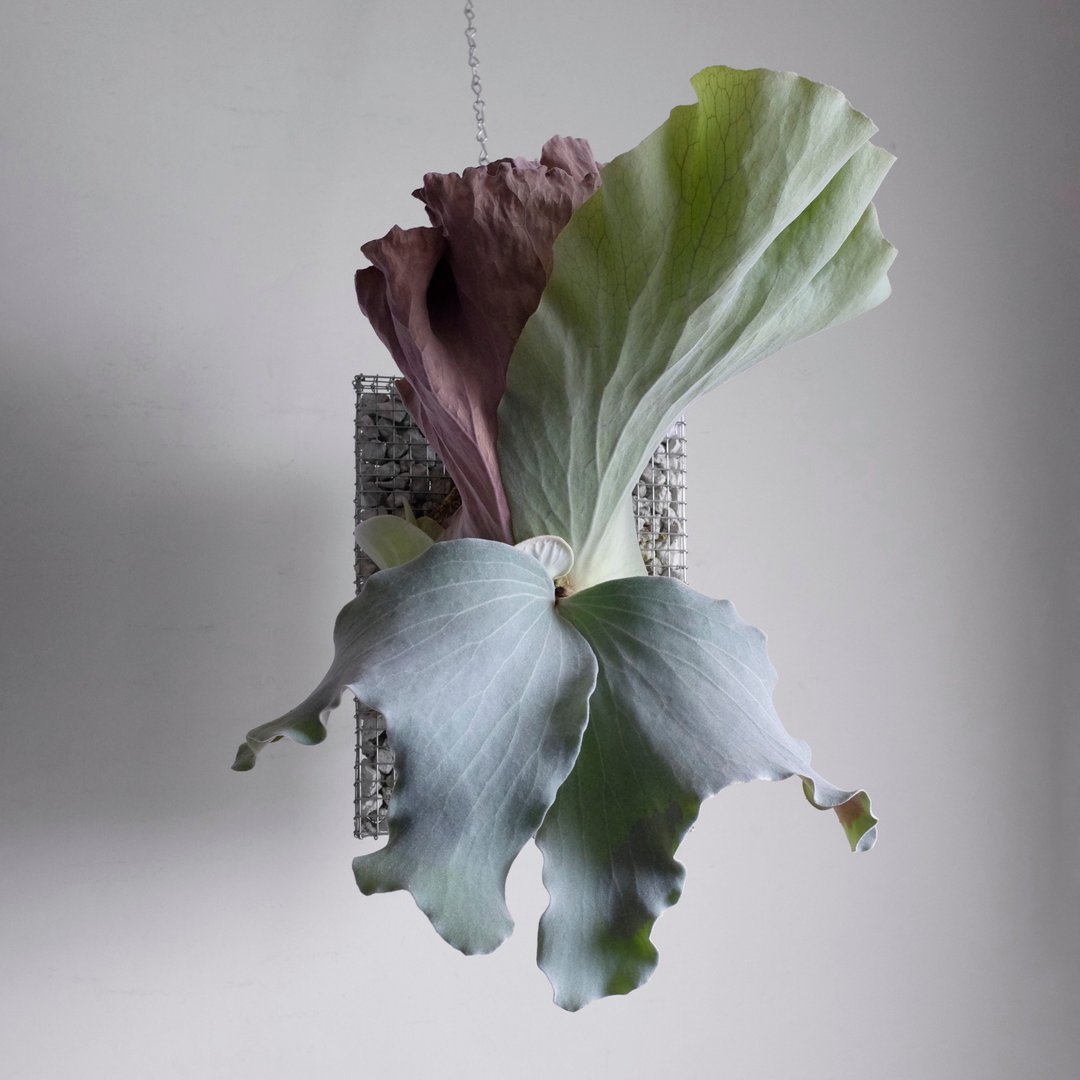蛇笼板 长方形 - XL size - 植栽/盆栽 - 其他金属 白色
