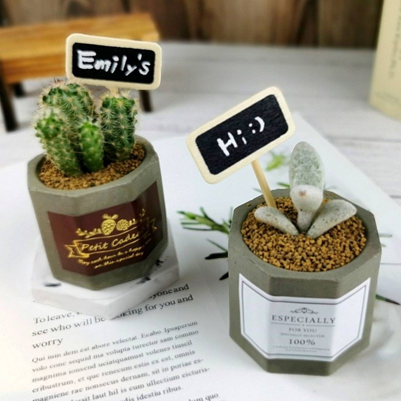 【高雄场】下班随手作 | 多肉双八角水泥盆 - 植栽 - 植物．花 