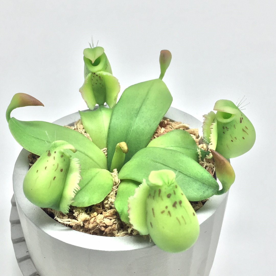 仿生黏土食虫植物 斑苹果猪笼草 - 摆饰 - 粘土 