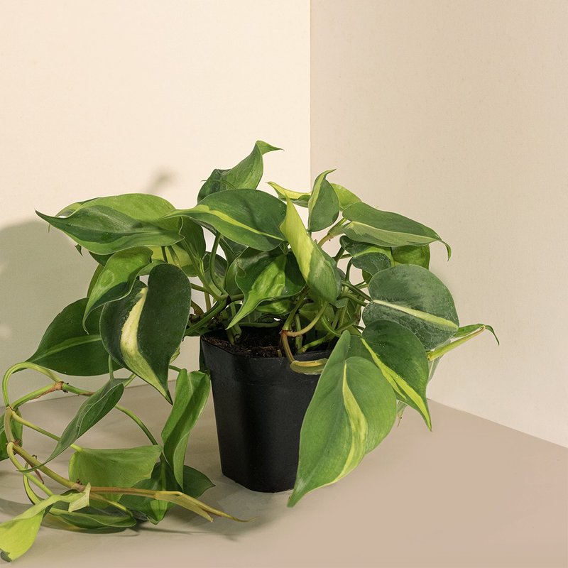 斑叶桃心蔓绿绒 - 植栽/盆栽 - 植物．花 