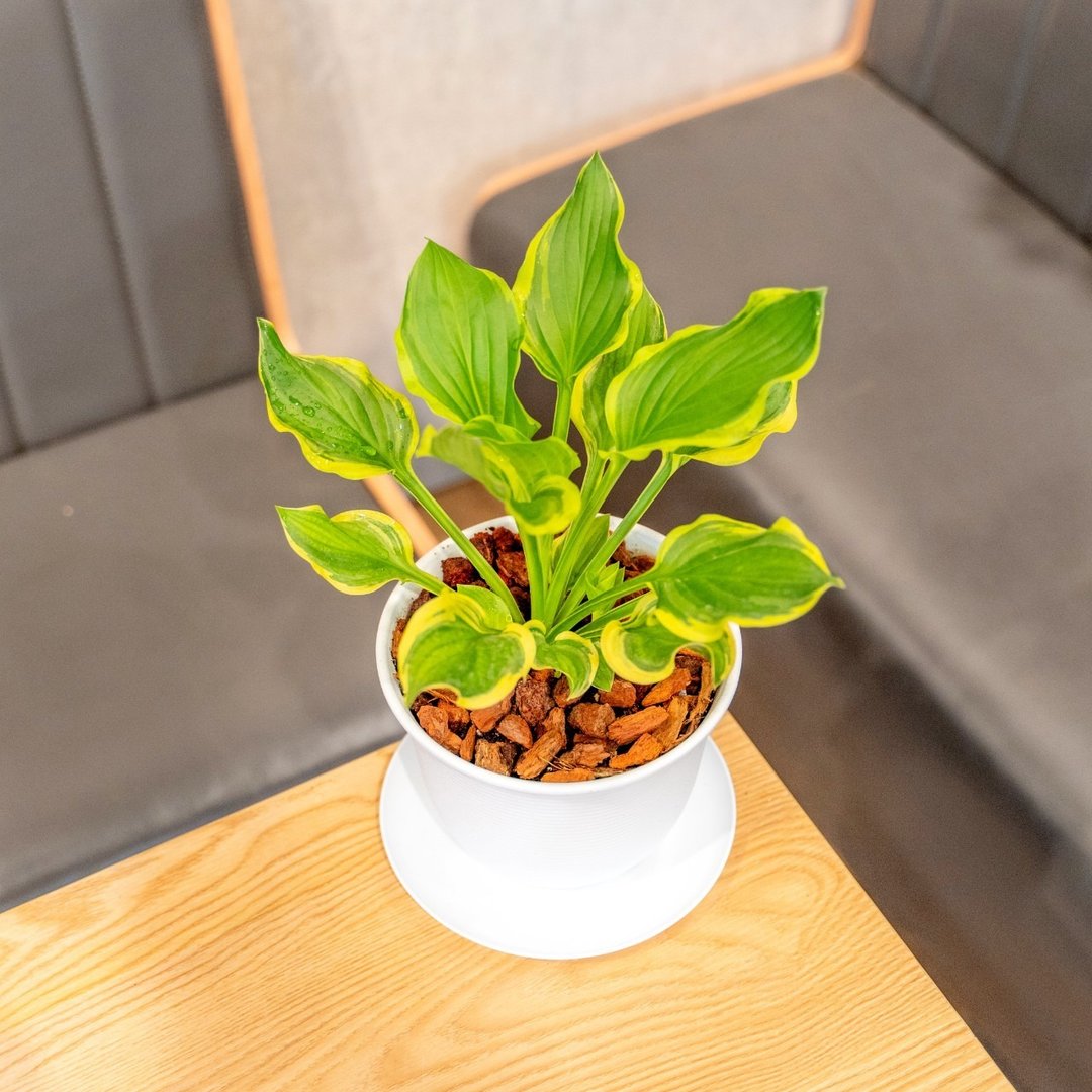 玉簪花 日式宽塑陶盆 室内植物 观叶植物 礼物 盆栽 办公室小物 - 植栽/盆栽 - 植物．花 