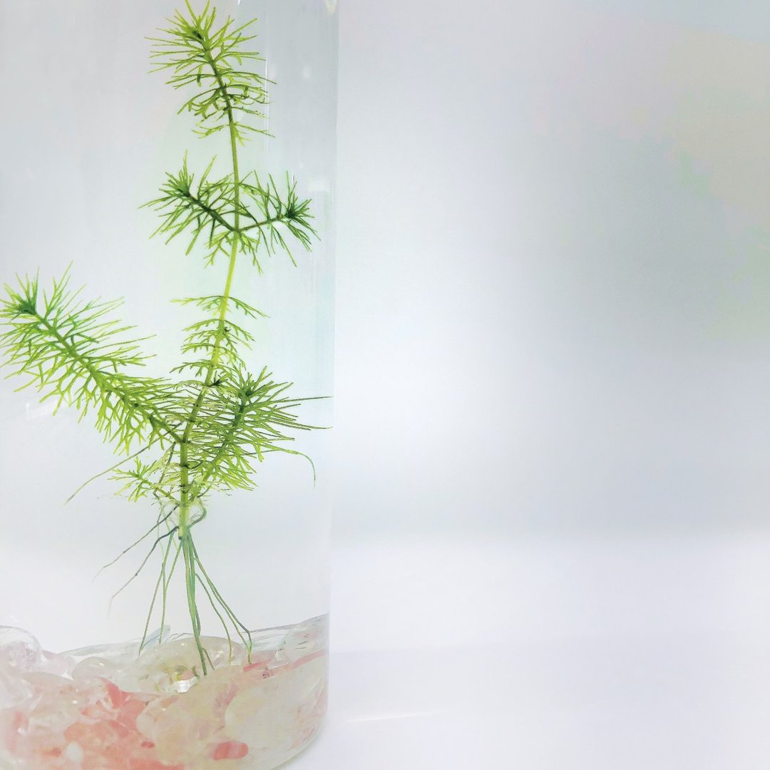 【狐尾藻水草】红水晶恋爱运装饰款 水生植物人气瓶栽 - 植栽/盆栽 - 玻璃 透明