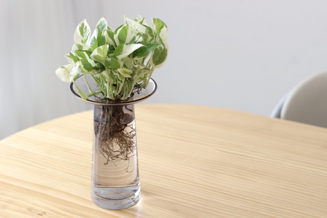 水培植栽│白金葛_室内植物 办公室盆栽 平口时尚加厚花器 - 植栽/盆栽 - 玻璃 