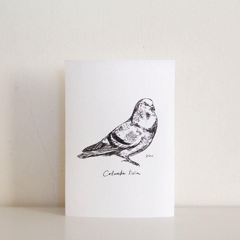 鸟 明信片 S 0012 - 卡片/明信片 - 纸 