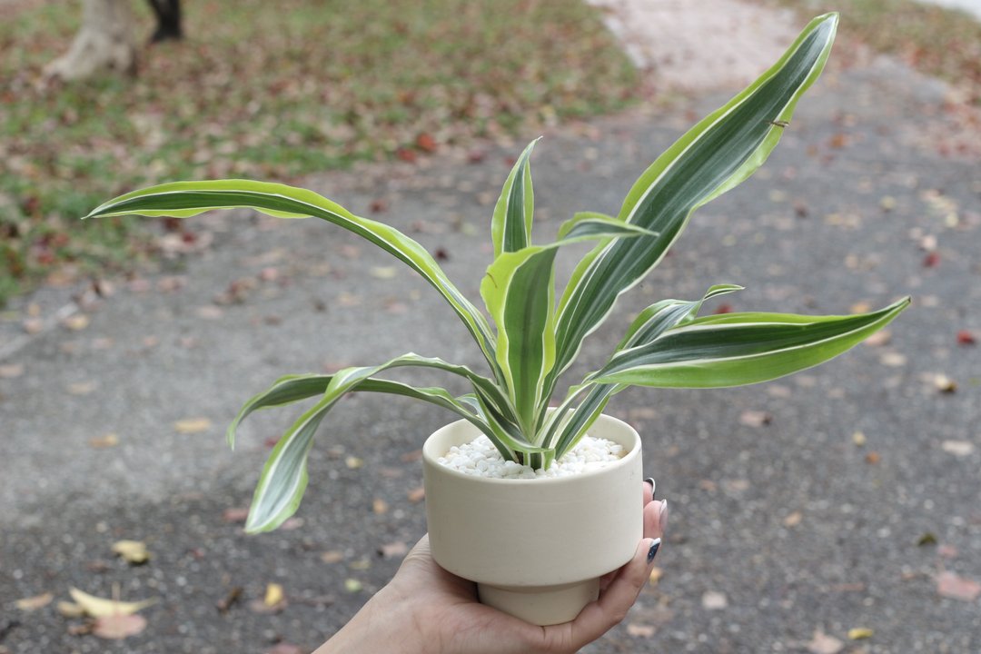 土培植栽│柠檬千年木_室内植物 办公室盆栽 店内布置 送礼 - 植栽/盆栽 - 陶 