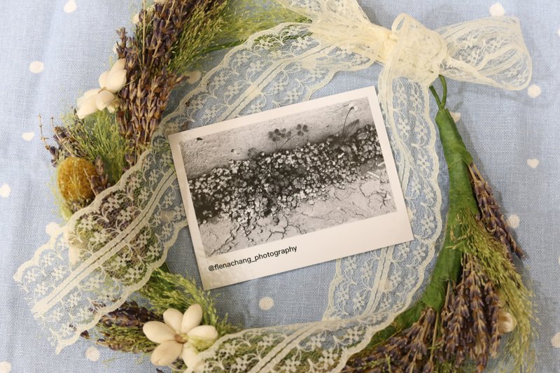 【照片小卡】绿阴幽草胜花时Plant series - 卡片/明信片 - 纸 白色