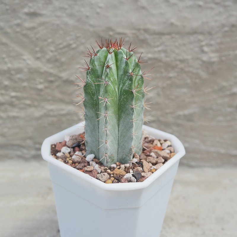 【豆豆多肉】【朝雾阁(小)】乔迁│送礼│升迁│多肉植物 - 植栽/盆栽 - 植物．花 